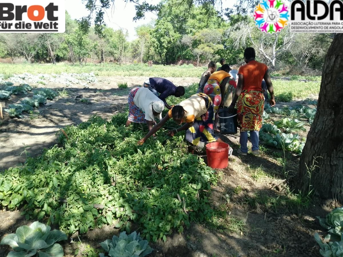 De uma realidade marcada pela seca a novas oportunidades: agricultores de Tchikusse preparam-se para colher os frutos da resiliência