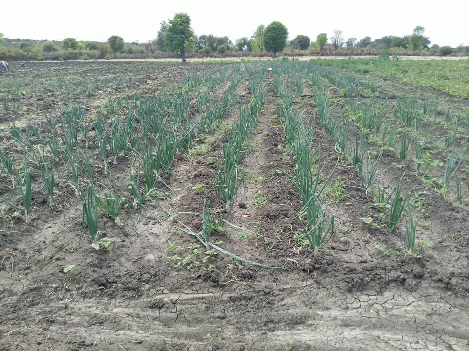 ECA DE MAPUPU APROXIMA-SE DA COLHEITA E REFORÇA A AGRICULTURA FAMILIAR EM CAHAMA