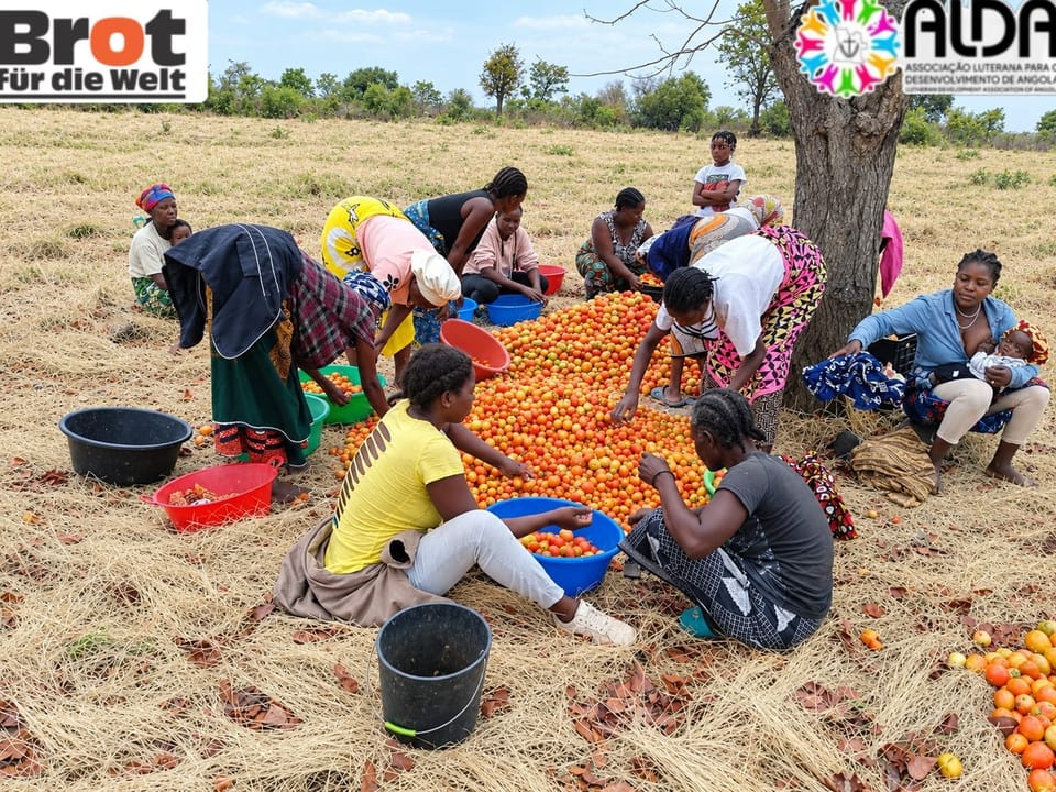 Projecto CRC Impulsiona a Produção Agrícola e Celebra Colheita de Tomate e Cebola em Mapupu